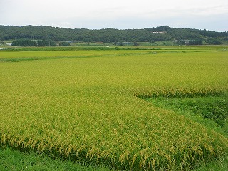 鮭川村の田んぼ