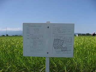 くぼの特別栽培米の田んぼ