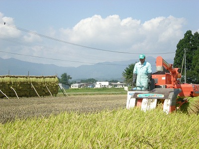 自然乾燥米の稲刈り